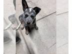 Australian Cattle Dog PUPPY FOR SALE ADN-844423 - male Pure Blue Heeler