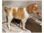 Brittany PUPPY FOR SALE ADN-844420 - Brittany male puppy 4