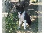 Border Collie PUPPY FOR SALE ADN-844407 - Niklas AKC black Border Collie male