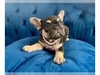 French Bulldog PUPPY FOR SALE ADN-844394 - BLACK TAN TRI ISABELLA CARRIER