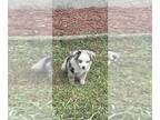 Miniature Australian Shepherd PUPPY FOR SALE ADN-844310 - Toy Australian