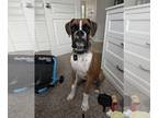 Boxer PUPPY FOR SALE ADN-844307 - 8 month old German boxer