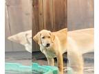 Golden Shepherd DOG FOR ADOPTION ADN-844422 - Beautiful Golden RetrieverGolden