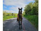 Beautiful bay mustang pony mare!