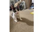 Crunchwrap Supreme, Domestic Shorthair For Adoption In Painted Post, New York