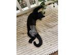 Blackjack, Domestic Shorthair For Adoption In Bowling Green, Kentucky