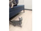 Jason, Domestic Shorthair For Adoption In Bowling Green, Kentucky