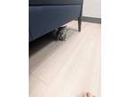 Carrie, Domestic Shorthair For Adoption In Bowling Green, Kentucky