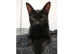 George (+ Lucille), Domestic Shorthair For Adoption In Richmond Hill, Ontario