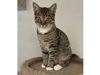 Lucille (+george), Domestic Shorthair For Adoption In Richmond Hill, Ontario