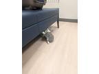 Freddie, Domestic Shorthair For Adoption In Bowling Green, Kentucky