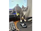 Destiny, Domestic Shorthair For Adoption In Bowling Green, Kentucky