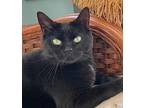 Frankie (happy Single), Domestic Shorthair For Adoption In Richmond Hill