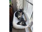 Chance, Domestic Shorthair For Adoption In Bowling Green, Kentucky