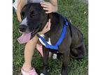 Apollo, American Staffordshire Terrier For Adoption In Fort Pierce, Florida