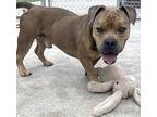 Tonka, American Staffordshire Terrier For Adoption In Fort Pierce, Florida
