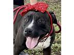 Petunia, American Staffordshire Terrier For Adoption In Fort Pierce, Florida