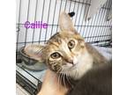 Callie, Domestic Shorthair For Adoption In St. James, Minnesota