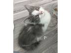 Peekaboo, Domestic Mediumhair For Adoption In St. James, Minnesota