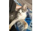Whimsy, Domestic Mediumhair For Adoption In St. James, Minnesota