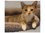Carrie, Domestic Shorthair For Adoption In Kalamazoo, Michigan