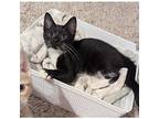Snuggle Bug, Domestic Shorthair For Adoption In Kalamazoo, Michigan