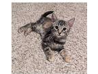 Nora, Domestic Shorthair For Adoption In Kalamazoo, Michigan