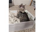 Sienna, Domestic Shorthair For Adoption In Kalamazoo, Michigan