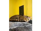 Bay, Domestic Shorthair For Adoption In Maumelle, Arkansas