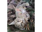 Phoenix, Domestic Shorthair For Adoption In Athens, Tennessee