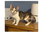 Honey Bunch, Domestic Shorthair For Adoption In Kalamazoo, Michigan