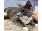 Addie, Russian Blue For Adoption In Athens, Tennessee