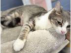 Collette, Domestic Shorthair For Adoption In Athens, Tennessee