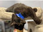 Smokin Joe, American Bobtail For Adoption In Athens, Tennessee
