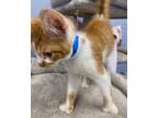 Toe-ny, Polydactyl/hemingway For Adoption In Athens, Tennessee