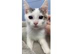 Cupcake, Domestic Shorthair For Adoption In Athens, Tennessee