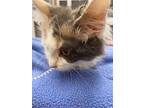 Ambrosia, Domestic Longhair For Adoption In Athens, Tennessee