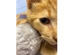 Goose, Manx For Adoption In Athens, Tennessee