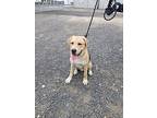 Scout, Labrador Retriever For Adoption In Moses Lake, Washington