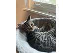 Ian, Domestic Shorthair For Adoption In Cincinnati, Ohio