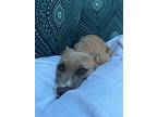 Butter, American Pit Bull Terrier For Adoption In Friendswood, Texas