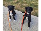 Maurice, American Pit Bull Terrier For Adoption In Wheaton, Illinois