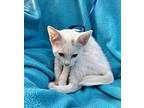 Esakki, Domestic Shorthair For Adoption In Missouri City, Texas