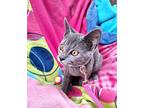 Kobyn, Russian Blue For Adoption In Missouri City, Texas