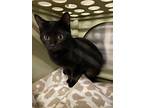 Sheilaine, Domestic Shorthair For Adoption In Missouri City, Texas