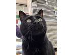 Bear, Domestic Shorthair For Adoption In Green Valley, Arizona
