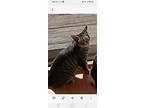 Trigger, Domestic Shorthair For Adoption In Lorain, Ohio