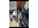 Mav, Domestic Shorthair For Adoption In Lorain, Ohio