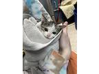 Jelly Bean, Domestic Shorthair For Adoption In Ferndale, Michigan