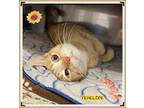 Penelope (fta), Domestic Shorthair For Adoption In Orangeville, Ontario